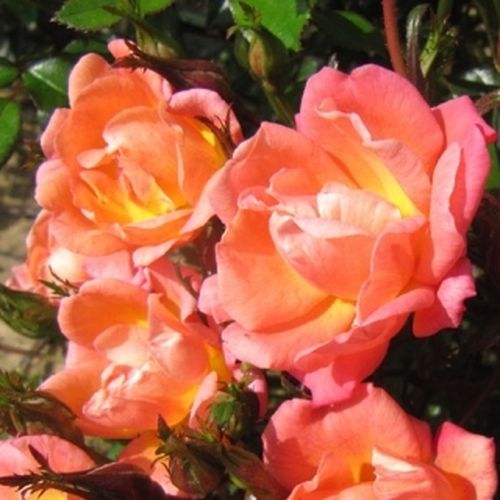 Mierna vôňa ruží - Ruža - Thank You - Ruže - online - koupit